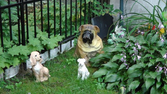 Aren't the dogs cute? Aren't the dogs cute?