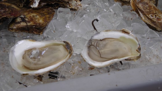 Oysters from Curtis Vargo. Oysters from Curtis Vargo.