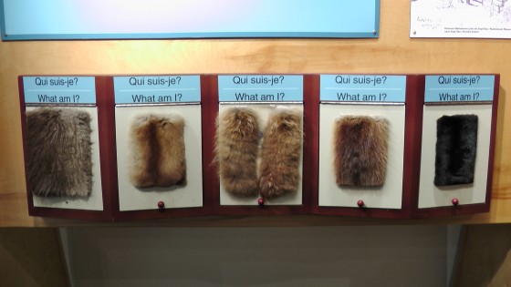 Different types of animal skins. Different types of animal skins.