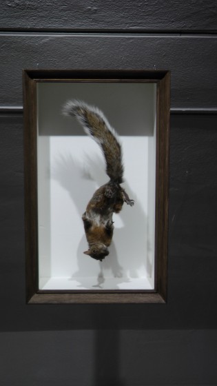 Kate Puxley, Senza Terra: Squirrel, Naturalized Squirrel Kate Puxley, Senza Terra: Squirrel, Naturalized Squirrel