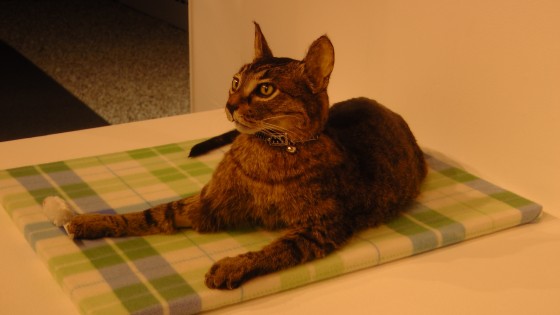 Kate Puxley, Stripe, Naturalized Cat Kate Puxley, Stripe, Naturalized Cat