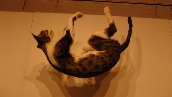 Kate Puxley, Senza Terra: Cat - Van Horne, Naturalized Cat Kate Puxley, Senza Terra: Cat - Van Horne, Naturalized Cat