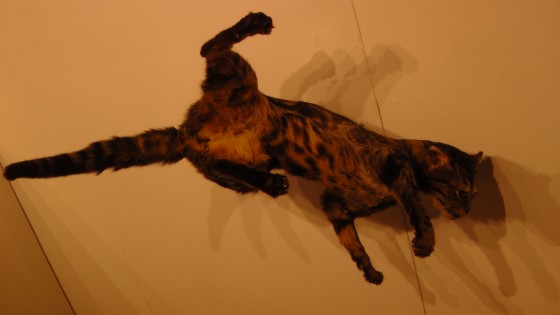 Kate Puxley, Senza Terra: Cat - Pointe Saint Charles, Naturalized Cat Kate Puxley, Senza Terra: Cat - Pointe Saint Charles, Naturalized Cat