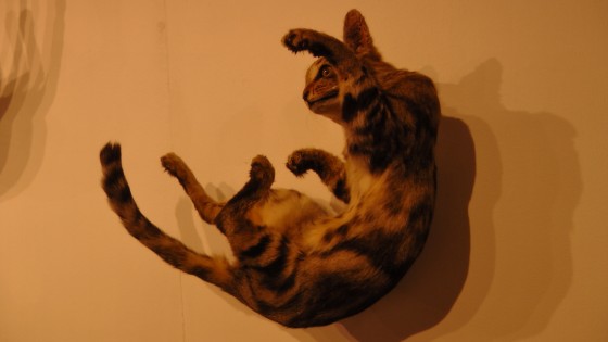 Kate Puxley, Senza Terra: Cat - Beaumont, Naturalized Cat Kate Puxley, Senza Terra: Cat - Beaumont, Naturalized Cat