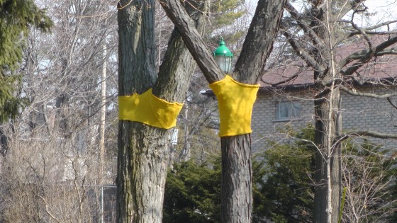 Madeleine Pippa Bartlett, Tree-sweater, 2012 Madeleine Pippa Bartlett, Tree-sweater, 2012