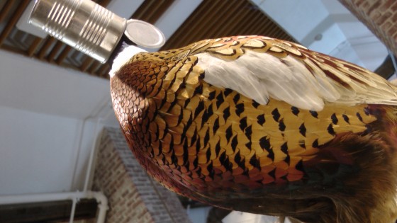 Kate Puxley, In Style, ‘Habitat’ series, Naturalized pheasant, aluminum can, bottle cap Kate Puxley, In Style, ‘Habitat’ series, Naturalized pheasant, aluminum can, bottle cap