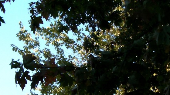 Bettina Forget's One Random Year Still Frame October 9