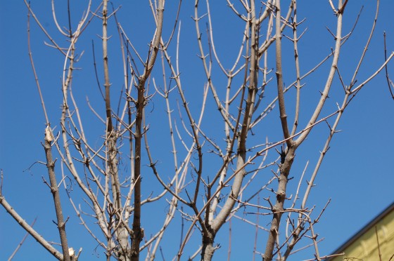 A closer look at the not quite blooming tree on Rachel in between Saint Andre and Mentana