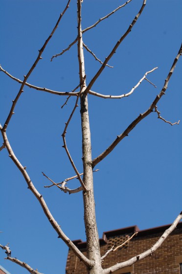 Close up of not quite alive tree on Rachel just before Berri