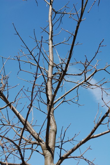 Artsy close up of a not alive tree on Rachel in between Berri and Rivard
