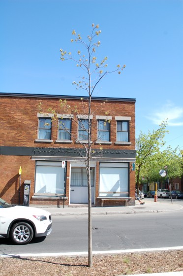 A not dead tree on Rachel corner Drolet